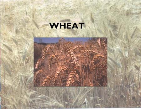 WHEAT. Wheat Most widely cultivated plant in the world Domesticated about 9,000 BC in what is now Northern Iraq.