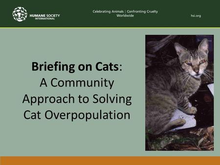 Briefing on Cats: A Community Approach to Solving Cat Overpopulation.