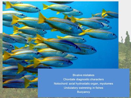 Jan 24 Lecture Bivalve mistakes Chordate diagnostic characters Notochord: axial hydrostatic organ, myotomes Undulatory swimming in fishes Buoyancy.