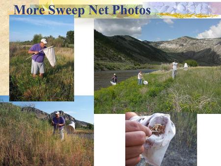 More Sweep Net Photos. Insect Storage & Transport  Container with holes, label  Add food & surfaces  Keep shaded!! Keep Cool!!  Cooler, packing, ice.