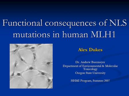 Functional consequences of NLS mutations in human MLH1 Alex Dukes Dr. Andrew Buermeyer Department of Environmental & Molecular Toxicology Oregon State.