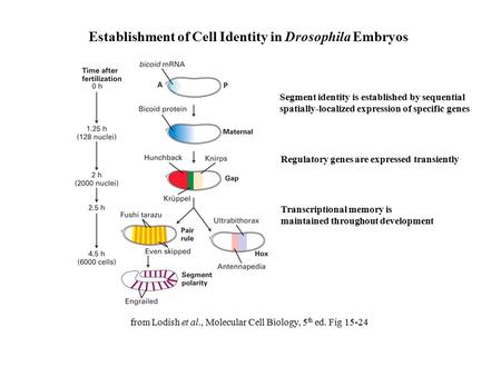 Establishment of Cell Identity in Drosophila Embryos from Lodish et al., Molecular Cell Biology, 5 th ed. Fig 15-24 Segment identity is established by.