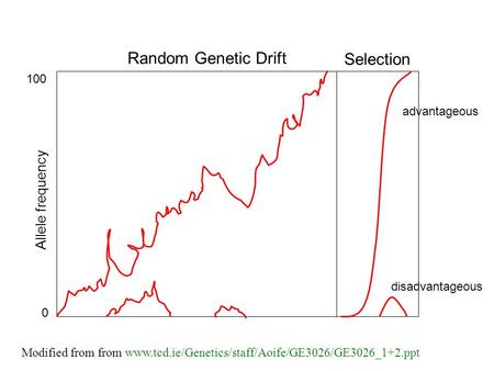 Random Genetic Drift Selection Allele frequency 0 100 advantageous disadvantageous Modified from from www.tcd.ie/Genetics/staff/Aoife/GE3026/GE3026_1+2.ppt.