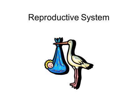 Reproductive System.