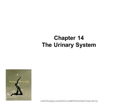 Chapter 14 The Urinary System