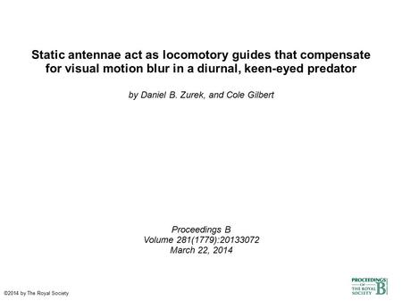 Static antennae act as locomotory guides that compensate for visual motion blur in a diurnal, keen-eyed predator by Daniel B. Zurek, and Cole Gilbert Proceedings.