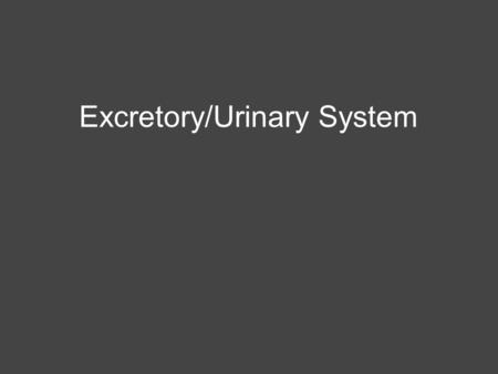 Excretory/Urinary System. Overview of Excretory System The excretory system is responsible for maintaining body homeostasis by controlling fluid balances,