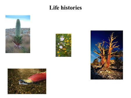 Life histories.