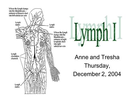 Anne and Tresha Thursday, December 2, 2004. Central = Primary lymphoid tissue Site of maturation of the cells of the immune system Thymus –encapsulated.