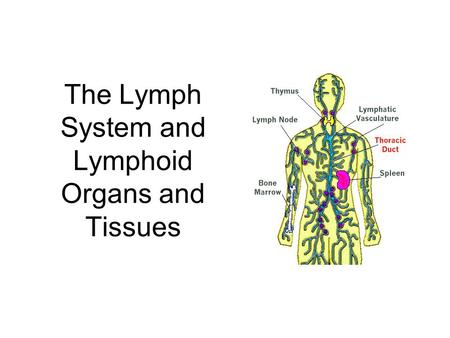 The Lymph System and Lymphoid Organs and Tissues.