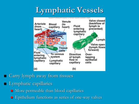 Lymphatic Vessels Carry lymph away from tissues Lymphatic capillaries More permeable than blood capillaries Epithelium functions as series of one-way valves.