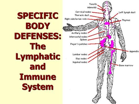 SPECIFIC BODY DEFENSES: The Lymphatic and Immune System.