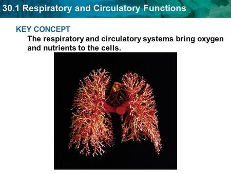 The circulatory system transports blood and other materials.