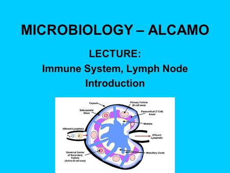 MICROBIOLOGY – ALCAMO LECTURE: Immune System, Lymph Node Introduction.