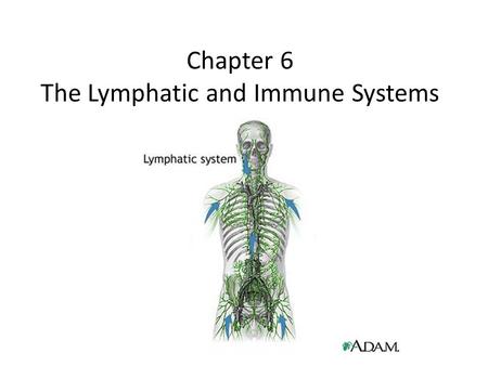 Chapter 6 The Lymphatic and Immune Systems. The Lymphatic System Works closely with the immune system to protect and maintain the health of the body Functions.