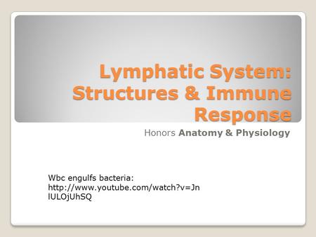 Lymphatic System: Structures & Immune Response Honors Anatomy & Physiology Wbc engulfs bacteria:  lULOjUhSQ.