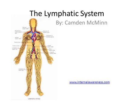 The Lymphatic System By: Camden McMinn www.internalawareness.com.