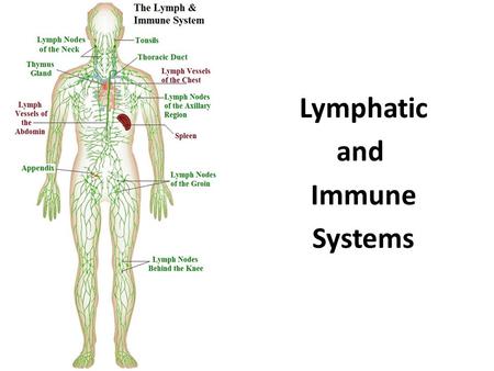 Lymphatic and Immune Systems. Stem Cell Transplants  procedures/stem-cell- transplant/multimedia/stem-cell- transplant/vid-20084647.