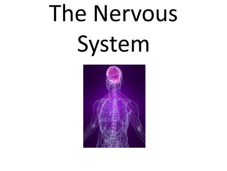 The Nervous System. Neurons A neuron consists of two major parts: Cell Body The central cell body contains the neuron's nucleus, associated cytoplasm,
