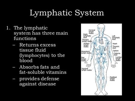 Lymphatic System ) 1.The lymphatic system has three main functions –Returns excess tissue fluid ( lymphocytes) to the blood –Absorbs fats and fat-soluble.