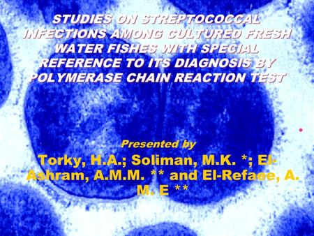 Presented by Torky, H.A.; Soliman, M.K. *; El- Ashram, A.M.M. ** and El-Refaee, A. M. E ** STUDIES ON STREPTOCOCCAL INFECTIONS AMONG CULTURED FRESH WATER.