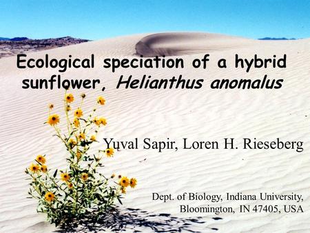 Ecological speciation of a hybrid sunflower, Helianthus anomalus Yuval Sapir, Loren H. Rieseberg Dept. of Biology, Indiana University, Bloomington, IN.