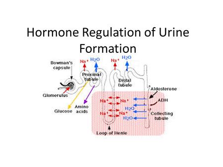 Hormone Regulation of Urine Formation
