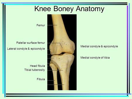 Knee Boney Anatomy Femur Medial condyle & epicondyle
