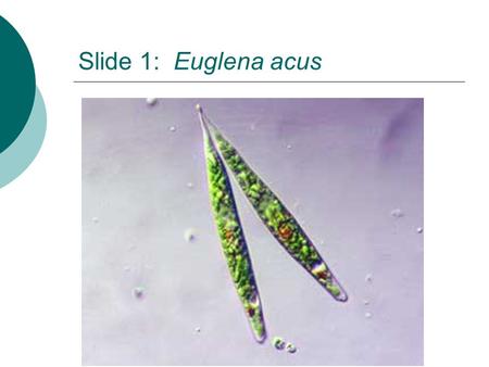 Slide 1: Euglena acus. Slide 2: Diatoms Slide 3: Paramecium caudatum.