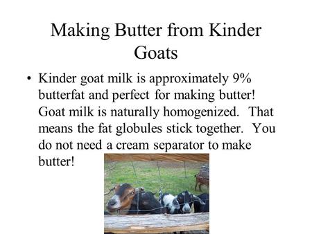 Making Butter from Kinder Goats Kinder goat milk is approximately 9% butterfat and perfect for making butter! Goat milk is naturally homogenized. That.