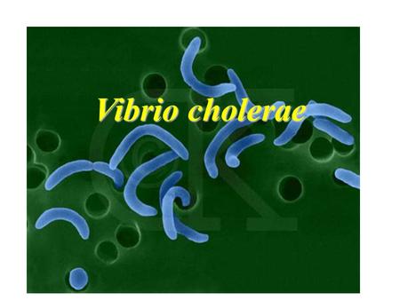 Vibrio cholerae.