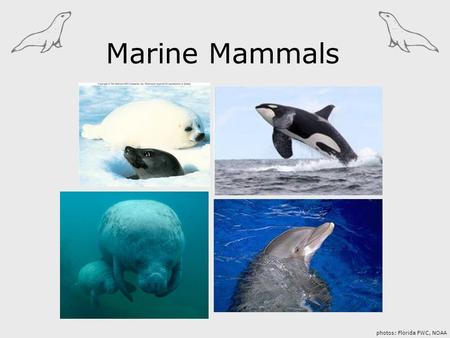 Marine Mammals photos: Florida FWC, NOAA.