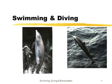 Swimming, Diving & Echolocation