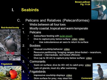 I. I.Seabirds C. C.Pelicans and Relatives (Pelecaniformes) Webs between all four toes Mostly coastal, tropical and warm temperate 1. 1.Pelicans Subsurface.
