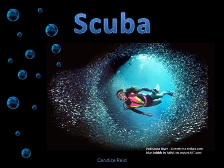 Padi Scuba Diver – Desertrose-redsea.com Blue Bubble by hallv5 on deviantART.com Candice Reid.