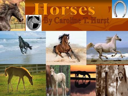 Table Of Contents  Competitionpage 3  What’s the difference?page 4  Ill-tempered Horsespage 5  Where do horses still roam free?page 6  Picking the.