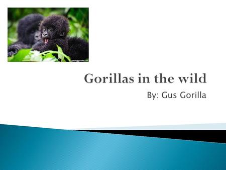 By: Gus Gorilla. I live in the Virunga mountains in central Africa. I live in small groups with some of my friends. We roam the slopes of Rwanda, Uganda,