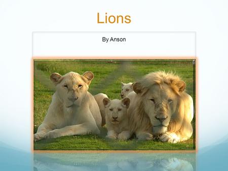 Lions By Anson. The Lion’s Habitat Lions used to roam throughout southern Eurasia, Germany, Italy, Northern Asia, and even North America! But now, lions.