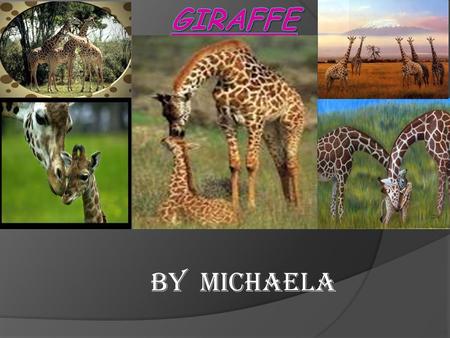 By Michaela. Description of animal  The name of my animal is a giraffe. Giraffes are the tallest mammals in the world. Giraffes have towering legs and.