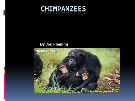 Chimpanzees By Jon Fleming.