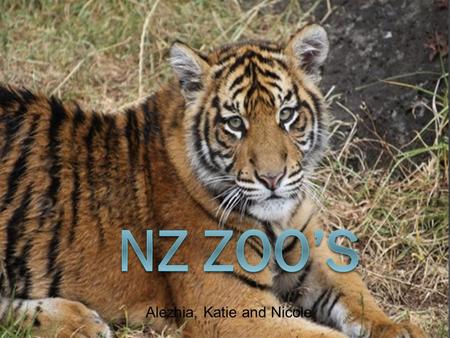 Alezhia, Katie and Nicole. History Of Zoo’s  Auckland Zoo opened in 1911.  Owned by John James Boyd.  consisting of six lions, a tiger, a panther,