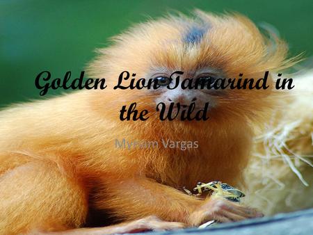 Golden Lion Tamarind in the Wild Myriam Vargas. Table of Contents.