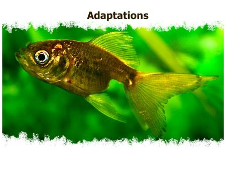 Adaptations. Objectives Know that adaptations of organisms help them survive Identify and explain adaptations of animals.