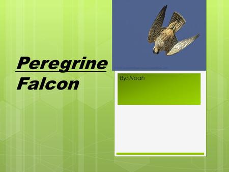 By: Noah Peregrine Falcon. Scientific Name: Peregrinus.