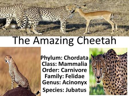 The Amazing Cheetah Phylum: Chordata Class: Mammalia Order: Carnivore Family: Felidae Genus: Acinonyx Species: Jubatus.
