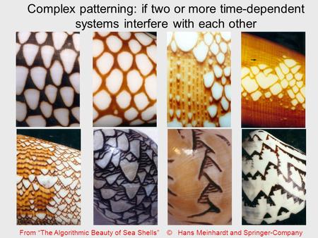 Complex patterning: if two or more time-dependent systems interfere with each other From “The Algorithmic Beauty of Sea Shells” © Hans Meinhardt and Springer-Company.