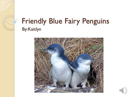 Friendly Blue Fairy Penguins By:Kaitlyn Habitat  The little blue penguin lives in southern Australia, South Africa, Chile and the southern coastline.