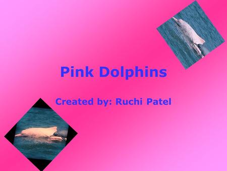 Pink Dolphins Created by: Ruchi Patel. Why are the Pink Dolphins pink? When they grow and colour changes.