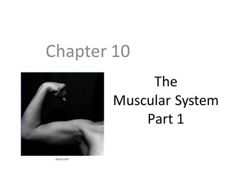 The Muscular System Part 1