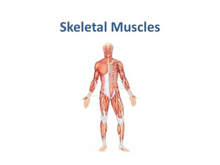 Skeletal Muscles.